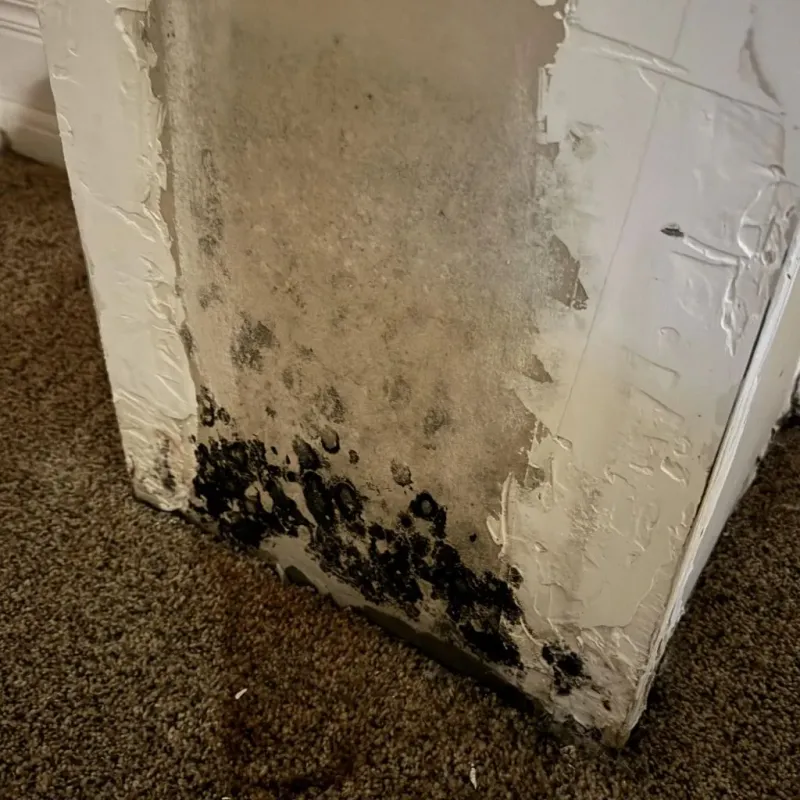 Professional Mold Removal in Winton, CA